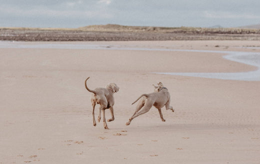 How to Socialize Your Dog With Adam Silverman