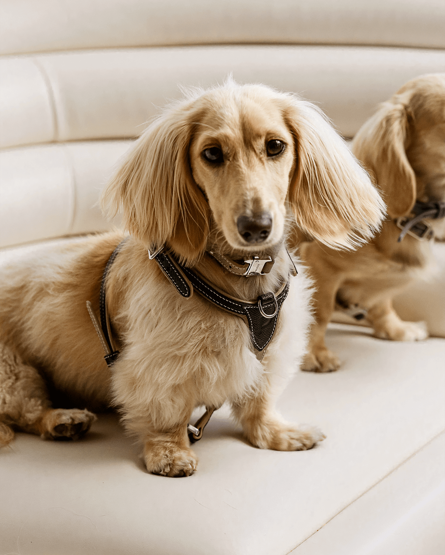 Pagerie is the first-ever luxury fashion house for pets